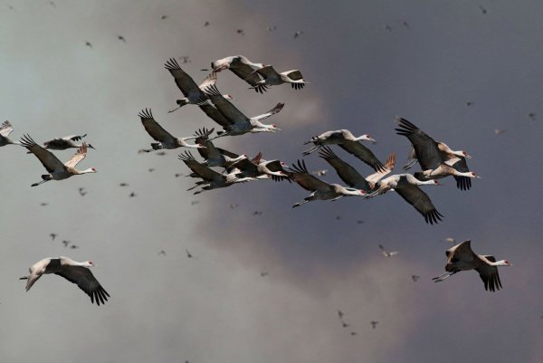 Осень журавлиный Клин