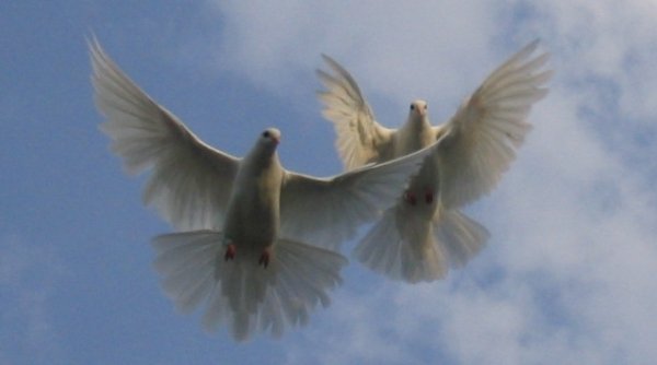 2 Голубя в полете