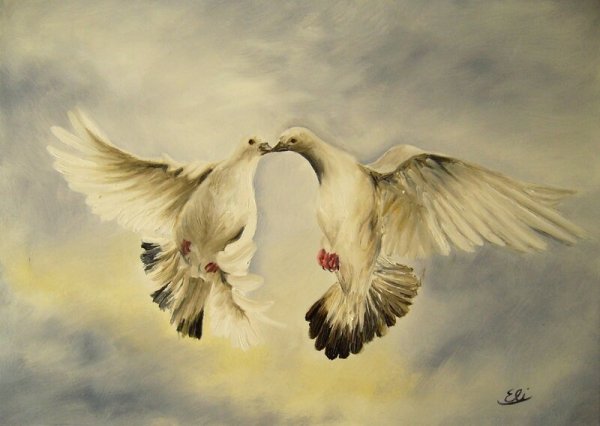 Красивые голубки