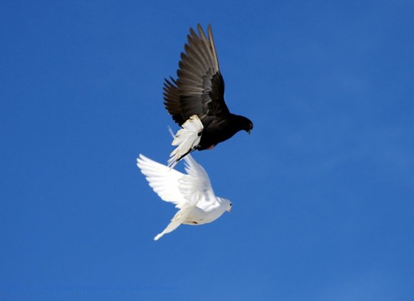 Белая птица