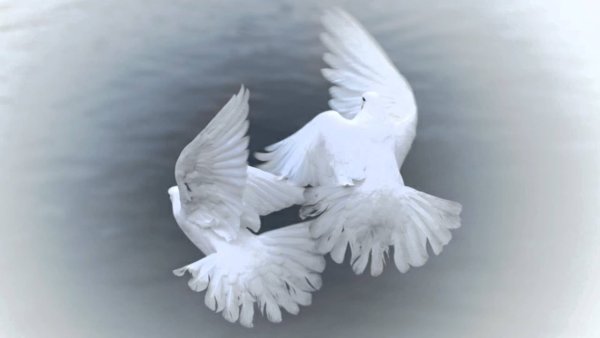 Модульная картина с голубями