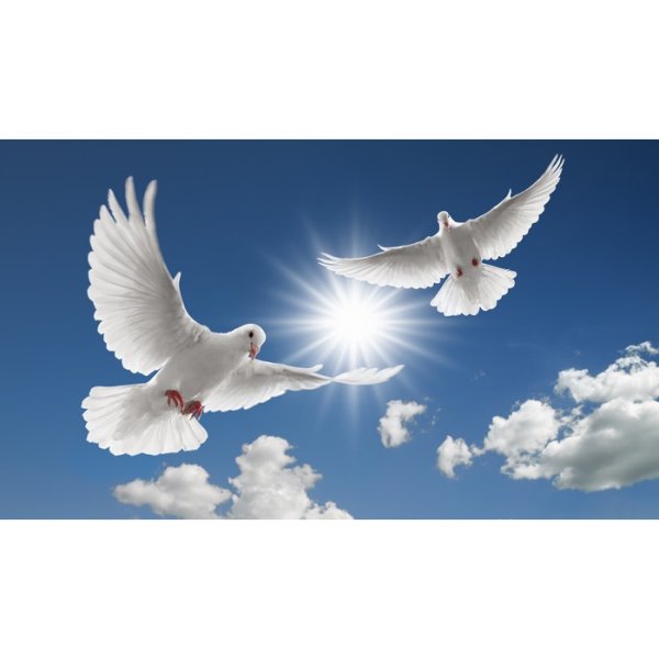 Пара голубей в полете