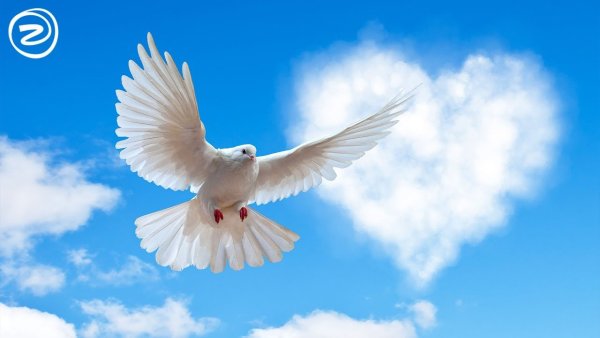 Стая голубей