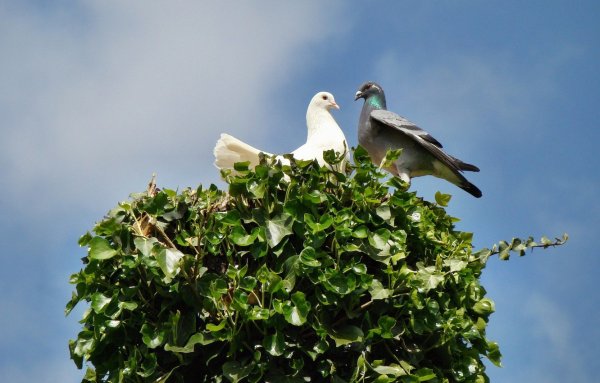 Голуби в живописи
