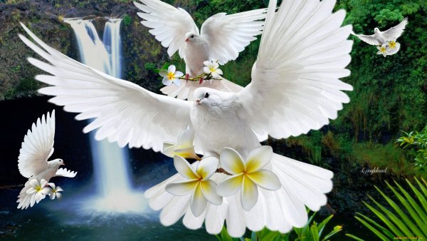 Белый голубь над морем