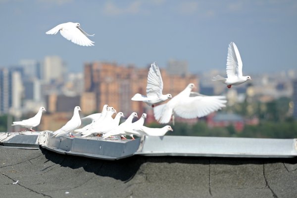 Птицы в небе