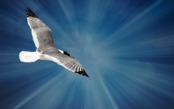 Р Бах Чайка по имени Джонатан Ливингстон