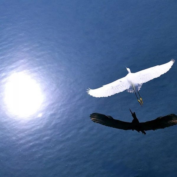 Птицы в воздухе