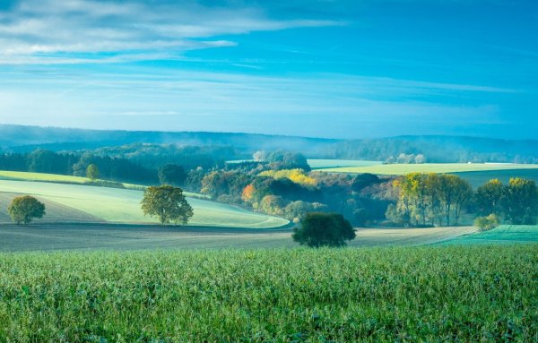 Поляна в лесу