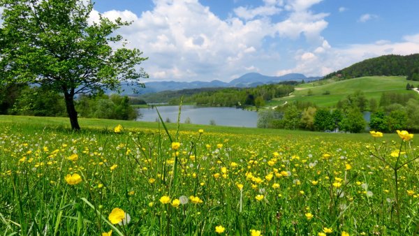 Излучина реки.Луга , лес