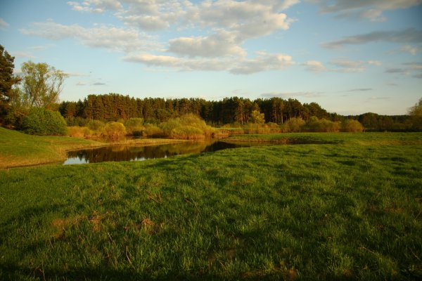 Ромашки на лугу