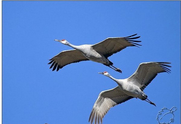 Два журавля в небе