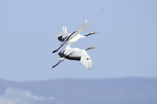 Аист в полете