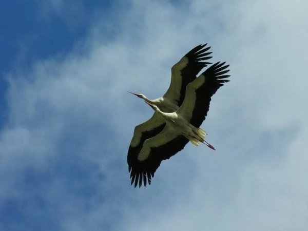 Летят Журавли