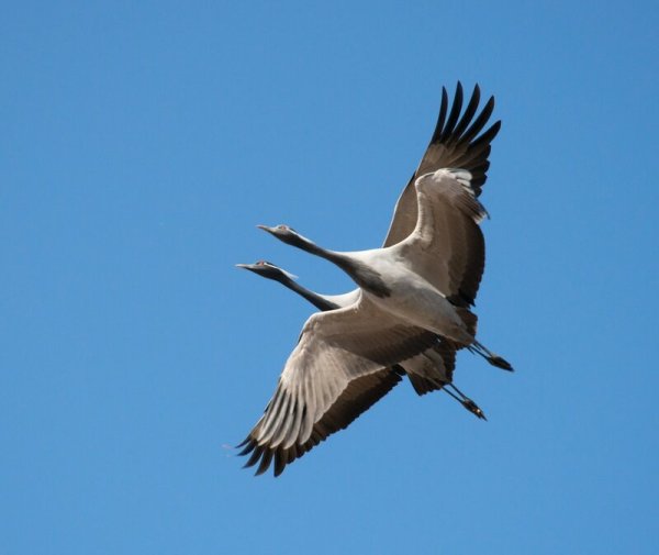 Полет журавлей