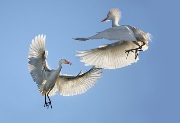 Журавли облака