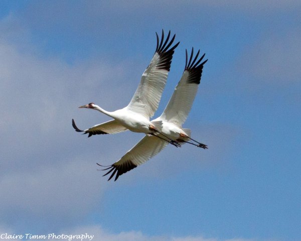 Журавль в небе