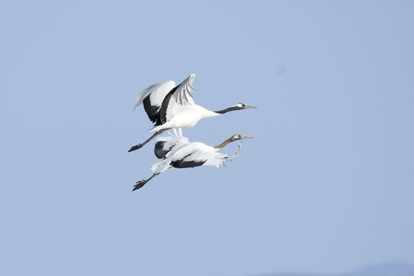 Аист улетает