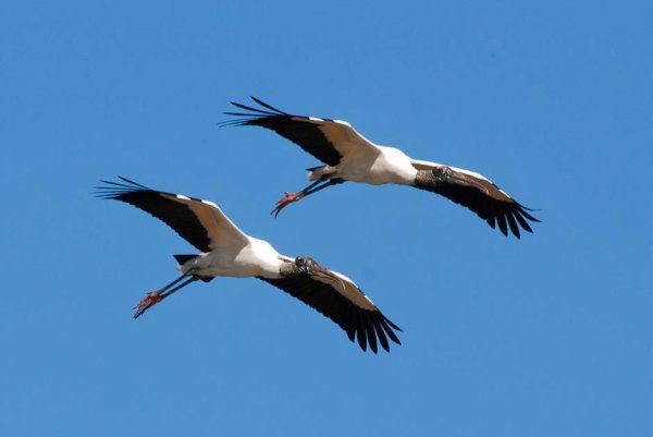 Аист улетает