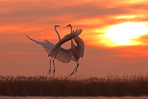 Журавль взлетает