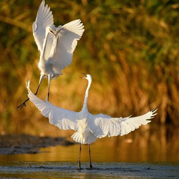 Летять утки летять утки