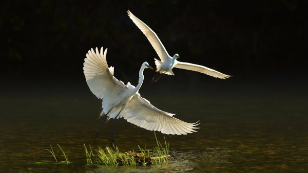 Полет птиц на закате