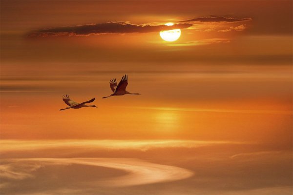 Два журавля в небе