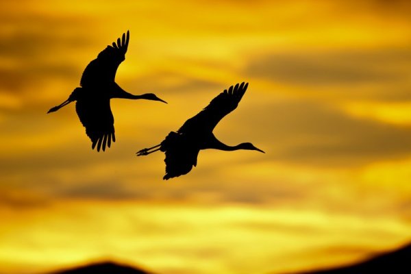 Птица в вышине