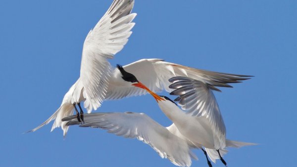 Белый Аист Беларусь