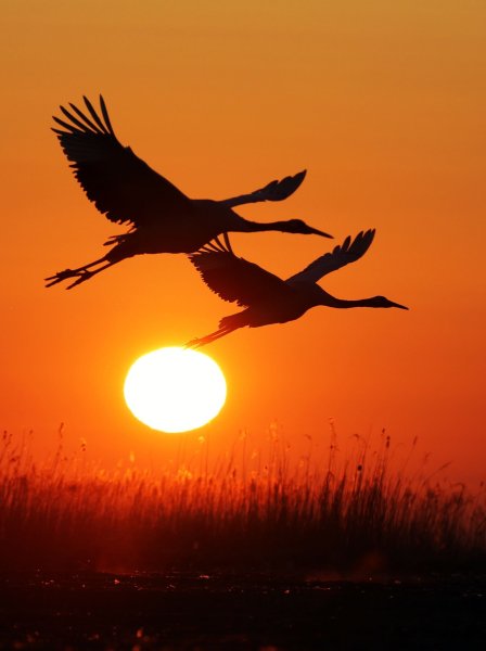 Лебедь в полете