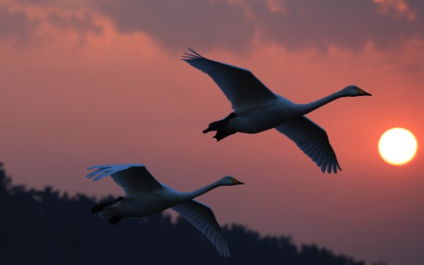 Красивые Журавли