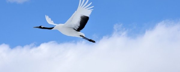 Красивый Аист