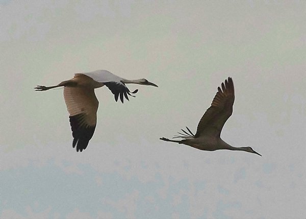 Клин журавлей в небе