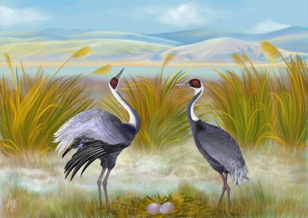 Журавлиный Клин