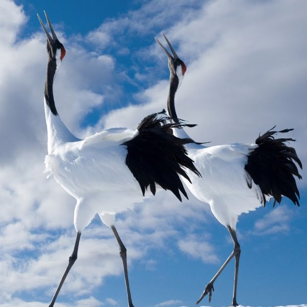 Полет лебедей