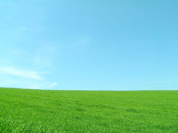 Трава и небо