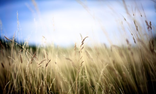 Поле размытое