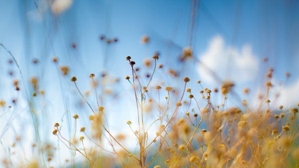 Природа в спокойных тонах