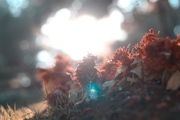 Красивые цветы атмосфера