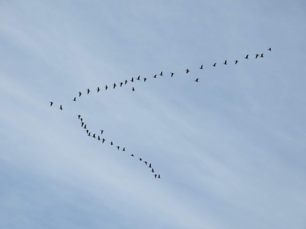 Клин диких гусей