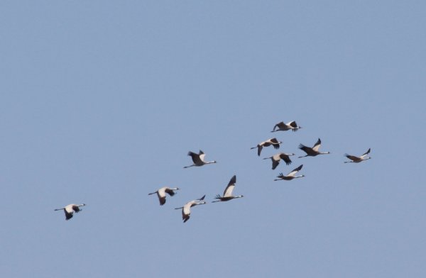 Журавлиный Клин фото