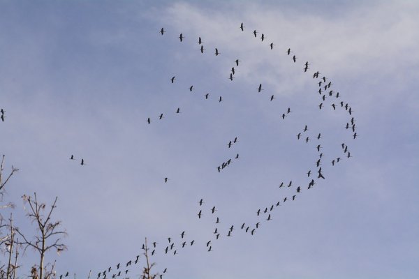 Стая птиц клином