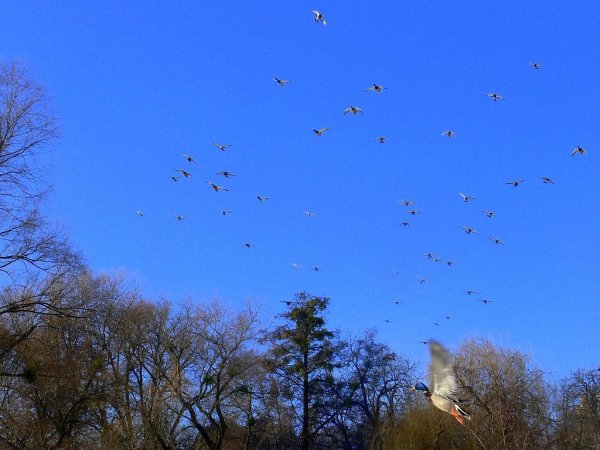 Утиный Клин в небе фото