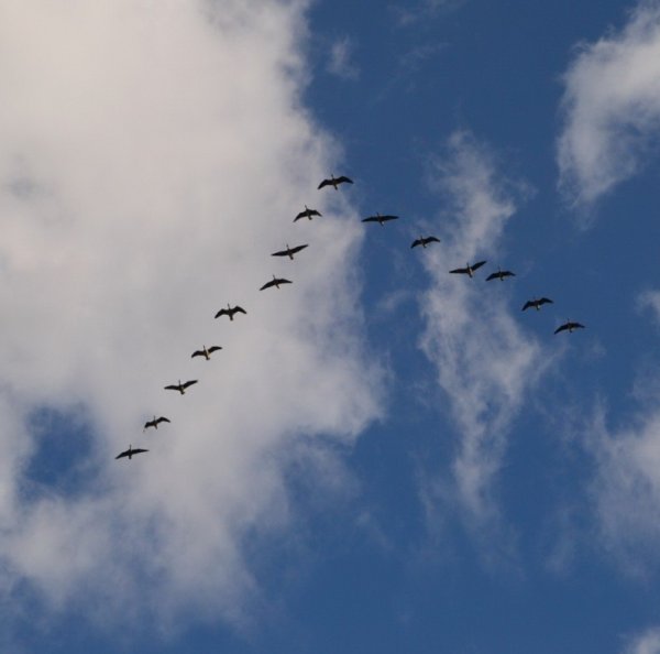 Клин гусей в небе