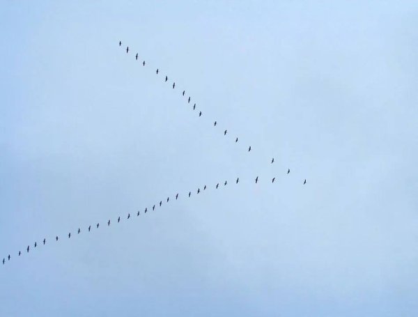 Клин гусей в небе