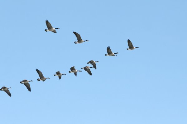 Косяк птиц в небе