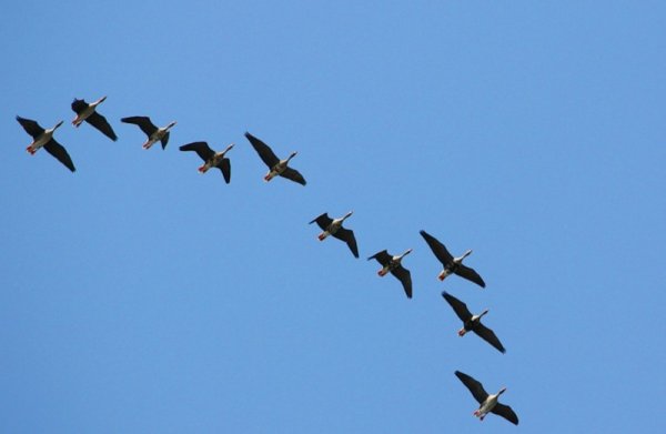 Вереница перелетных птиц