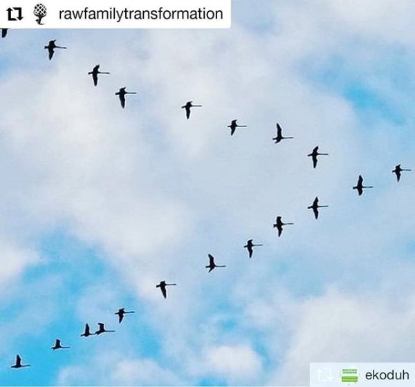 Гуси летят косяком