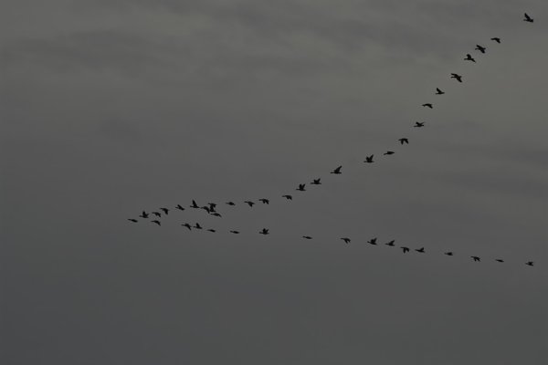 Птицы улетают