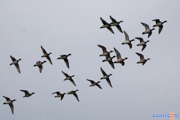 Перелетные птицы утки Клин